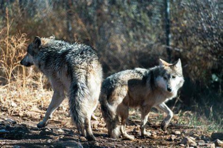 Capturing Wolves In Their Natural Habitat