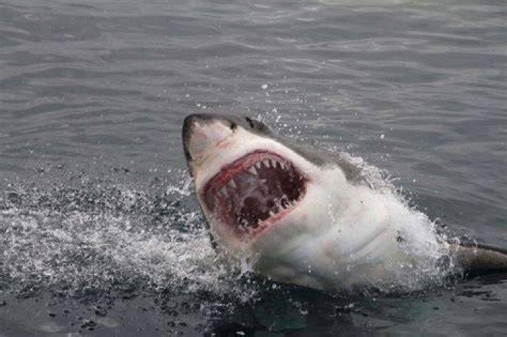Footage shows great white shark attack diver, shatters cage