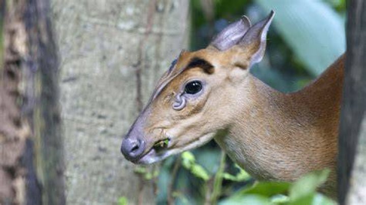 Muntjac Deer Have Bizarre Flaring Scent Glands On Their Face IFLScience