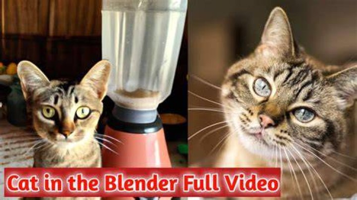 Scarycontent18 Cat Video In Blender On Twitter Wealth Quint