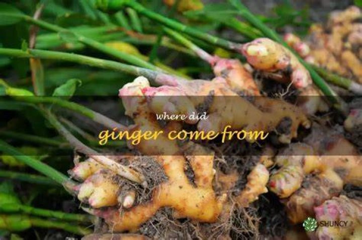 Where Does Ginger Come From; A detailed Insight