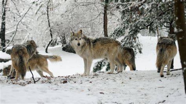 Wolf's head:&nbsp;Jen showed up to the shoot wearing a wolf hat that appeared to be made out of a real wolf's head